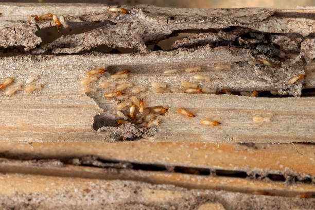Best Affordable Pest Control Services  in Carson City, MI